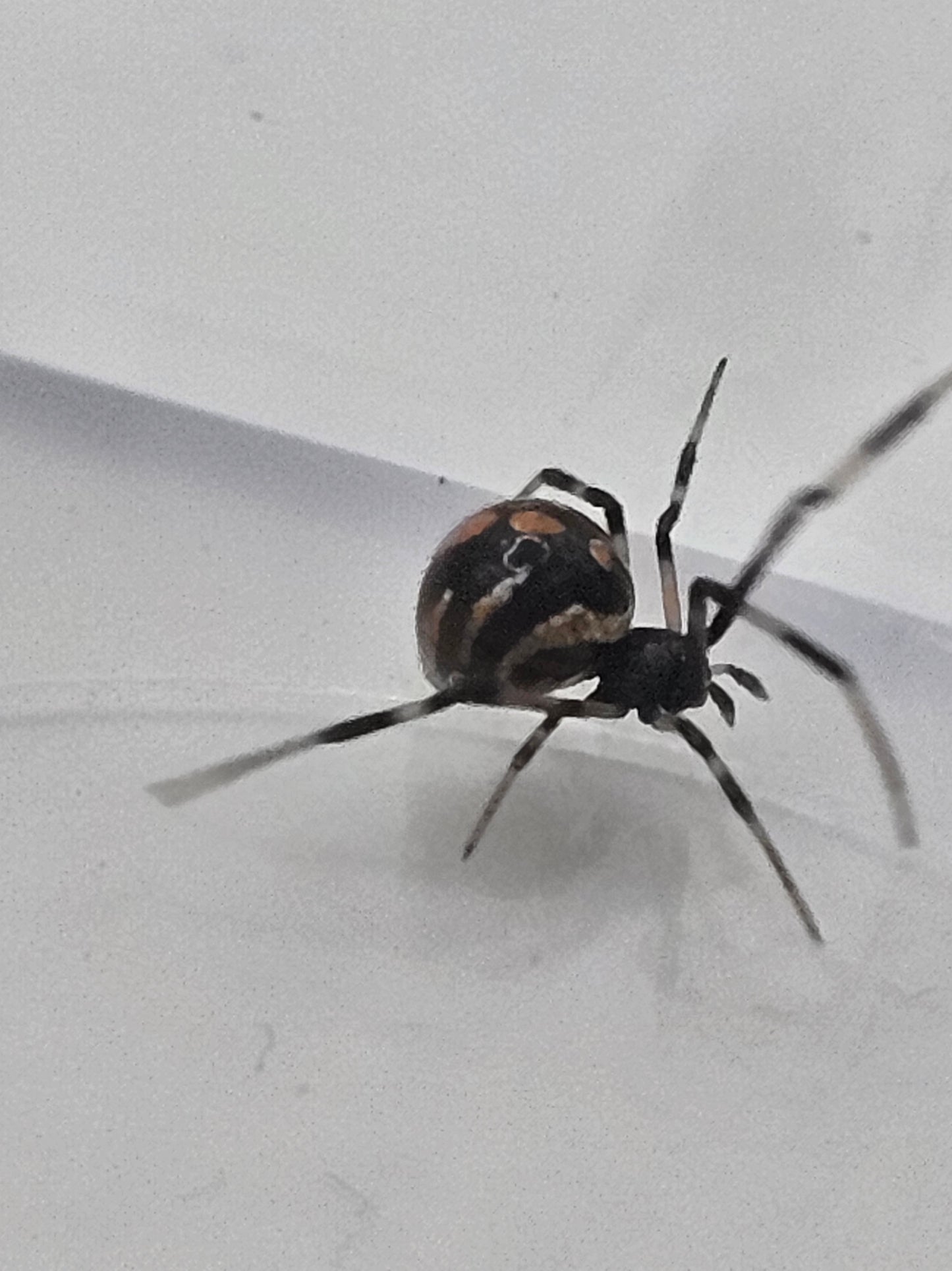 Southern Black Widow (Latrodectus mactans) Juveniles/Subadults