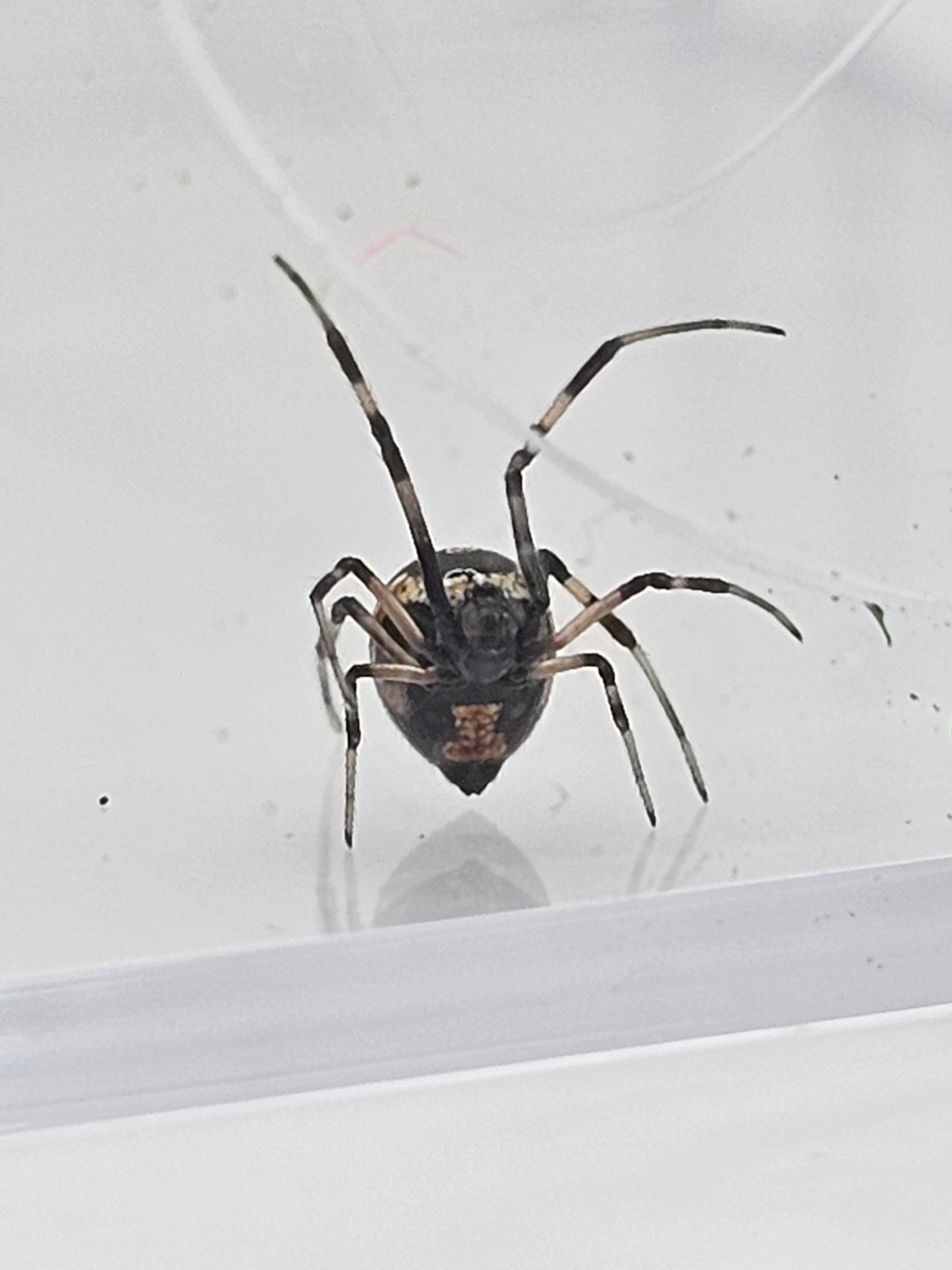 Southern Black Widow (Latrodectus mactans) Juveniles/Subadults