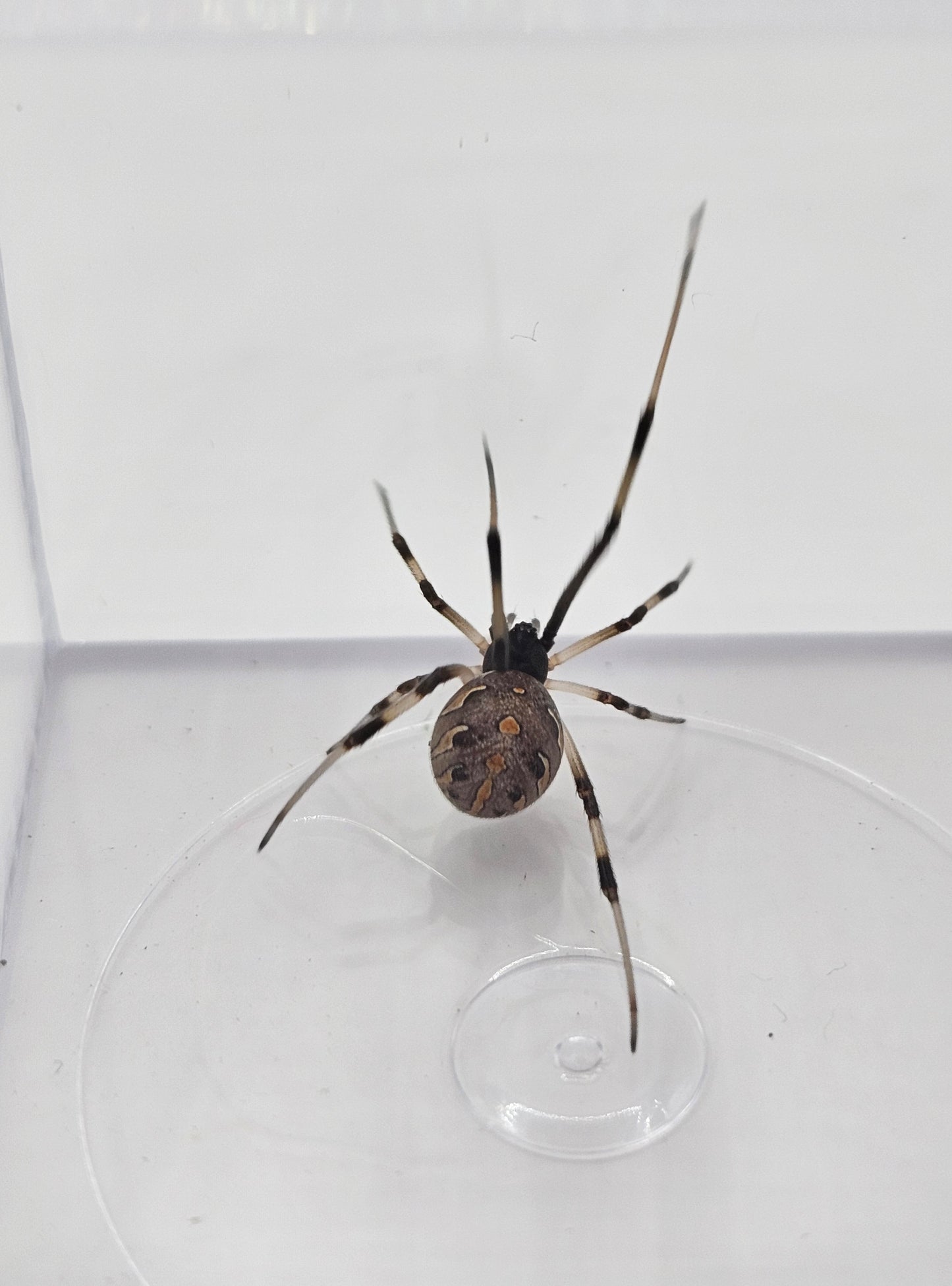 Brown Widow (Latrodectus geometricus) Spiderlings