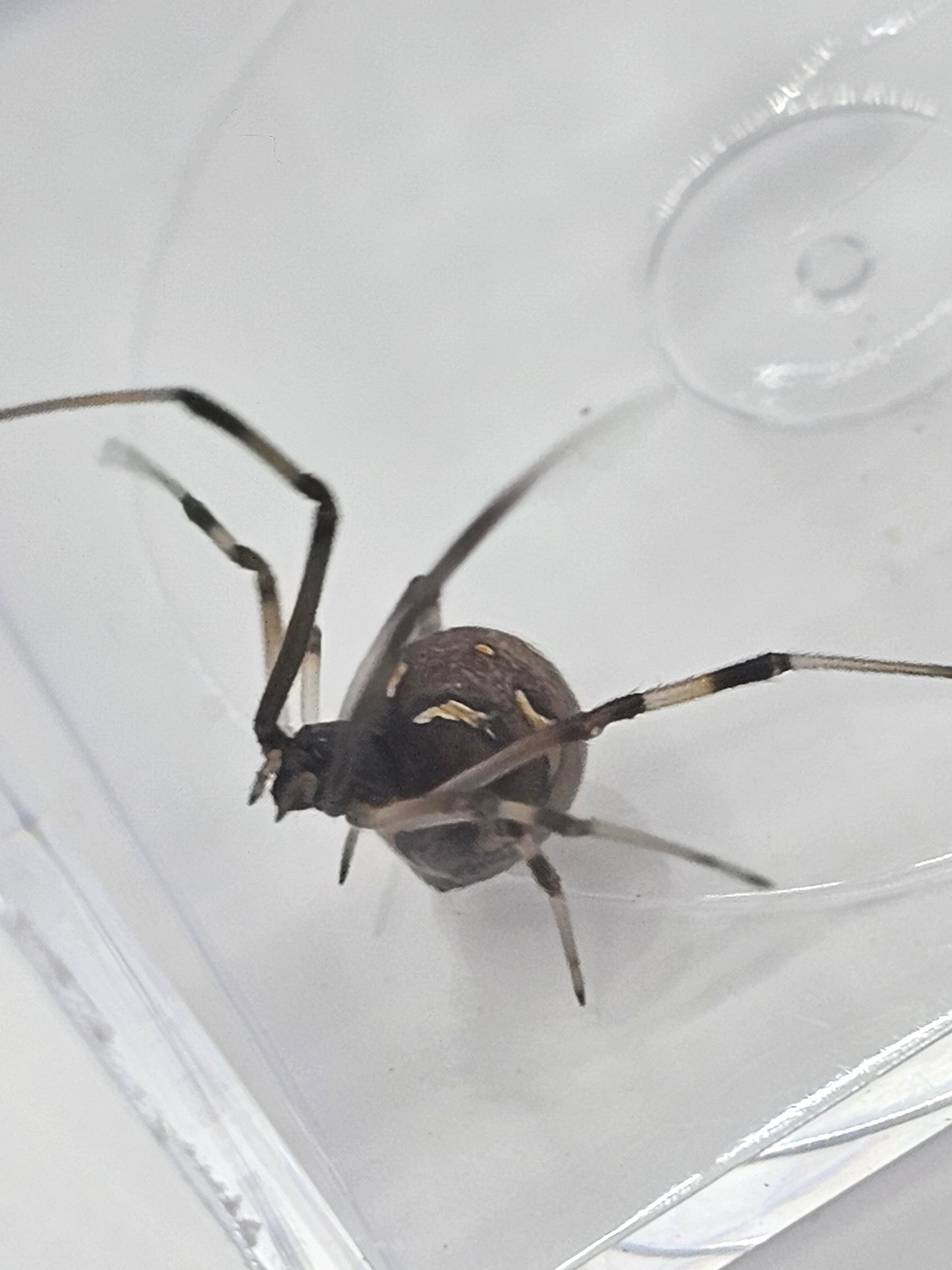 Brown Widow (Latrodectus geometricus) Spiderlings