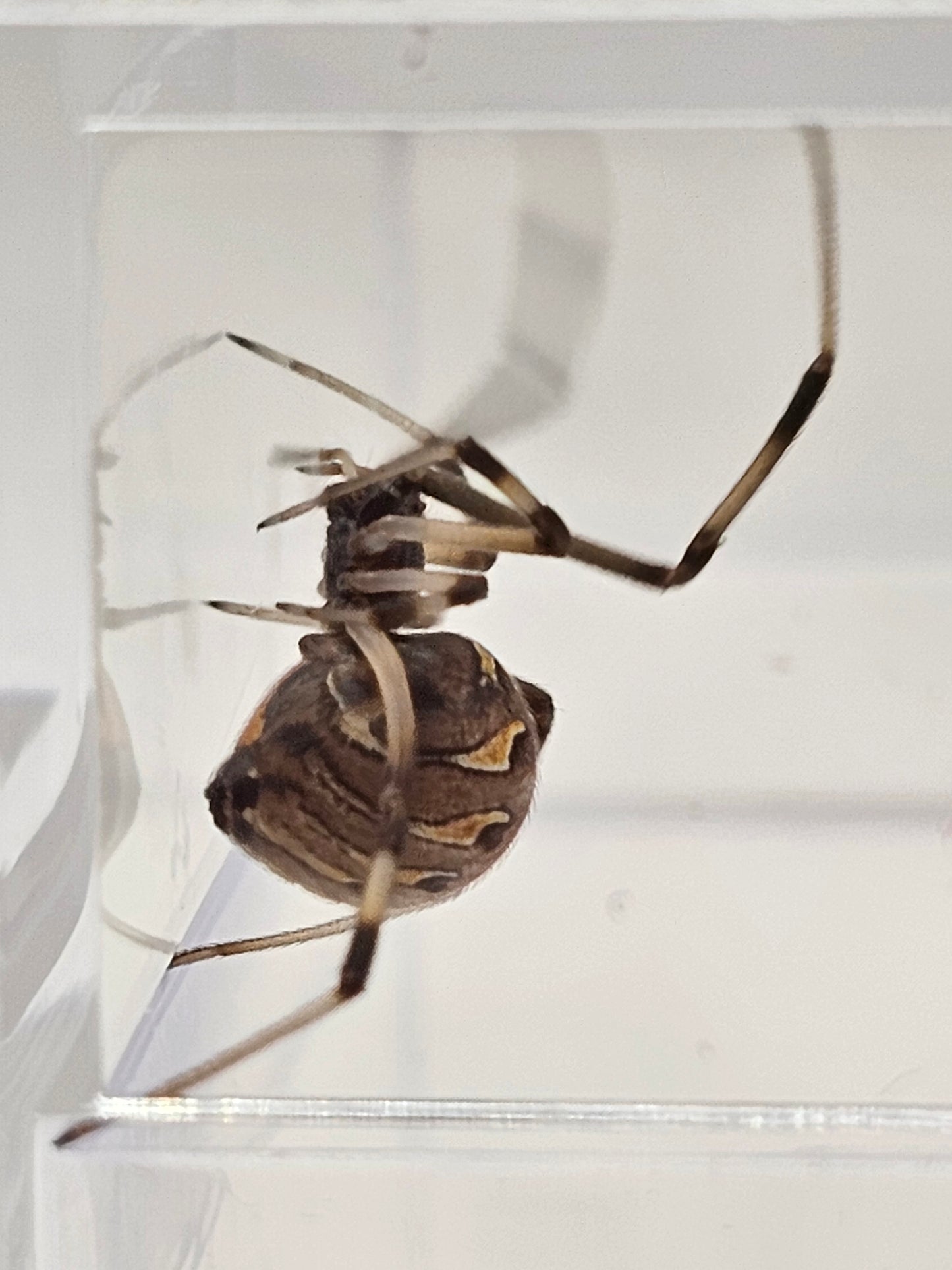 Brown Widow (Latrodectus geometricus) Spiderlings