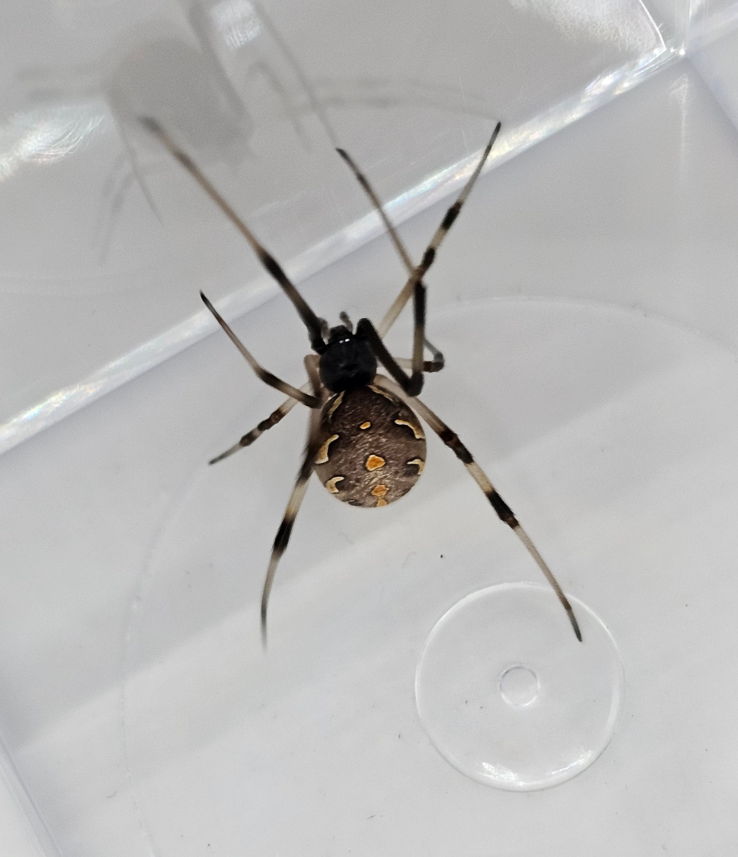 Brown Widow (Latrodectus geometricus) Spiderlings