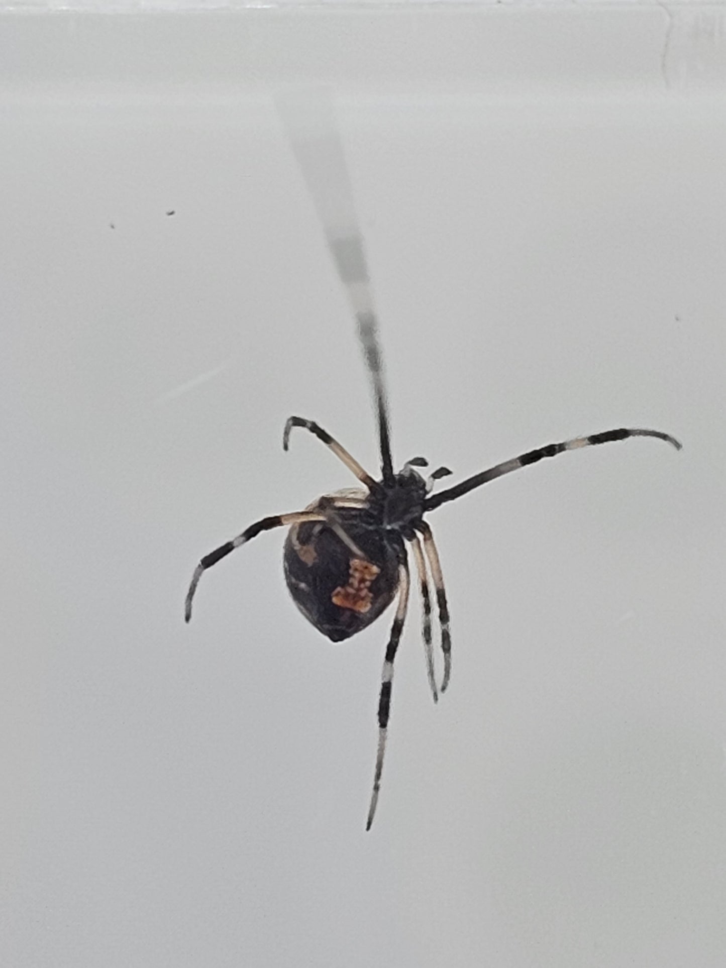 Southern Black Widow (Latrodectus mactans) Juveniles/Subadults