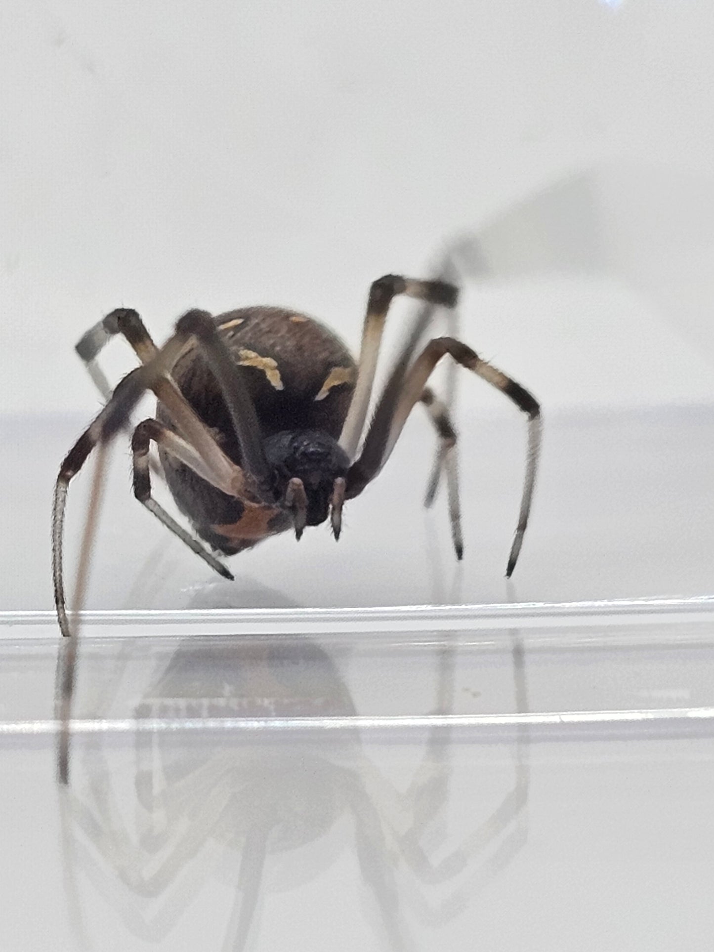 Brown Widow (Latrodectus geometricus) Spiderlings