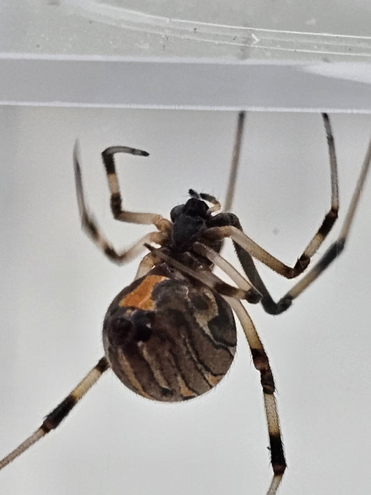 Brown Widow (Latrodectus geometricus) Spiderlings