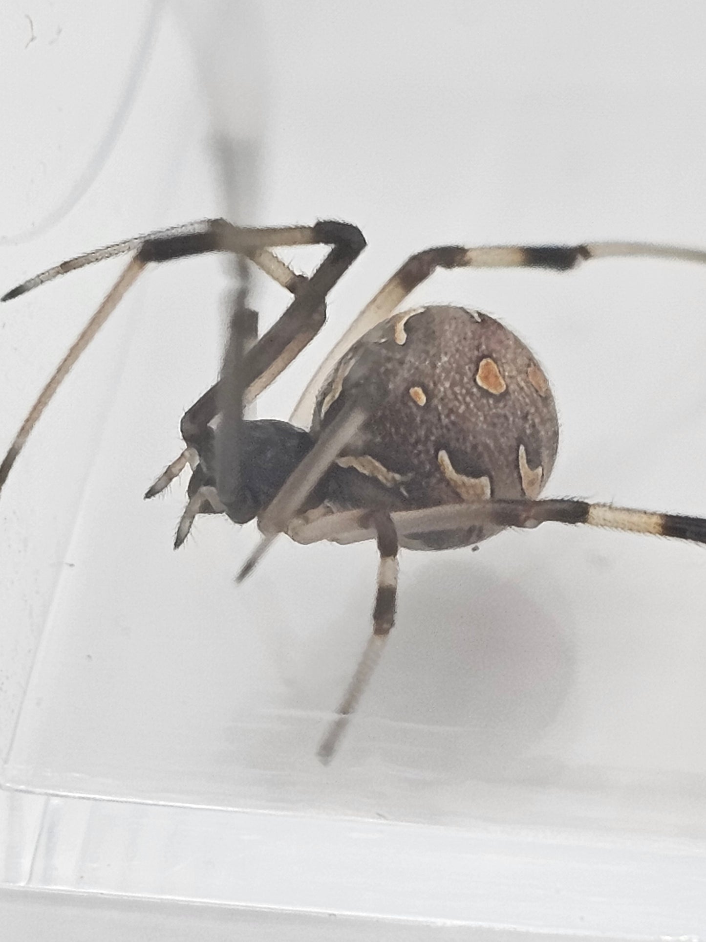 Brown Widow (Latrodectus geometricus) Spiderlings