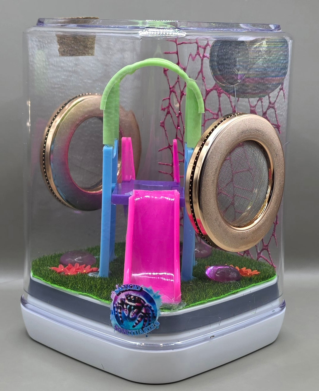 Playground Jumping Spider Enclosure