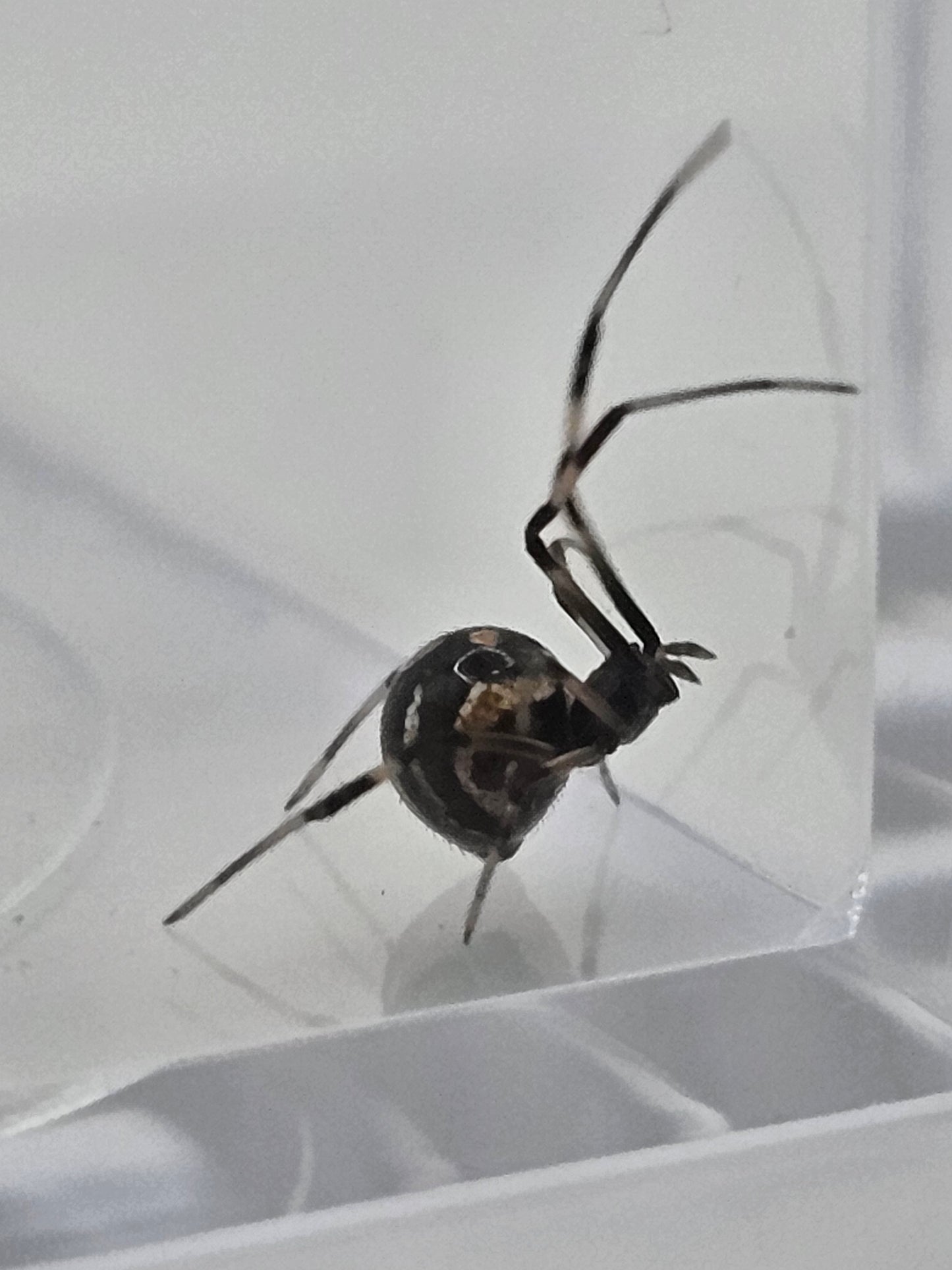 Southern Black Widow (Latrodectus mactans) Juveniles/Subadults