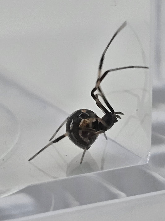 Southern Black Widow (Latrodectus mactans) Juveniles/Subadults