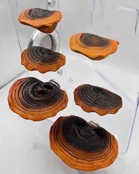 Ganoderma Mushroom Ledges