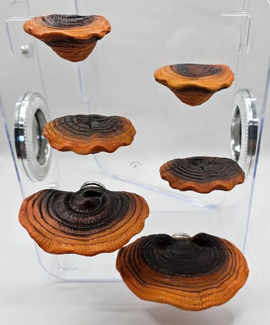 Ganoderma Mushroom Ledges