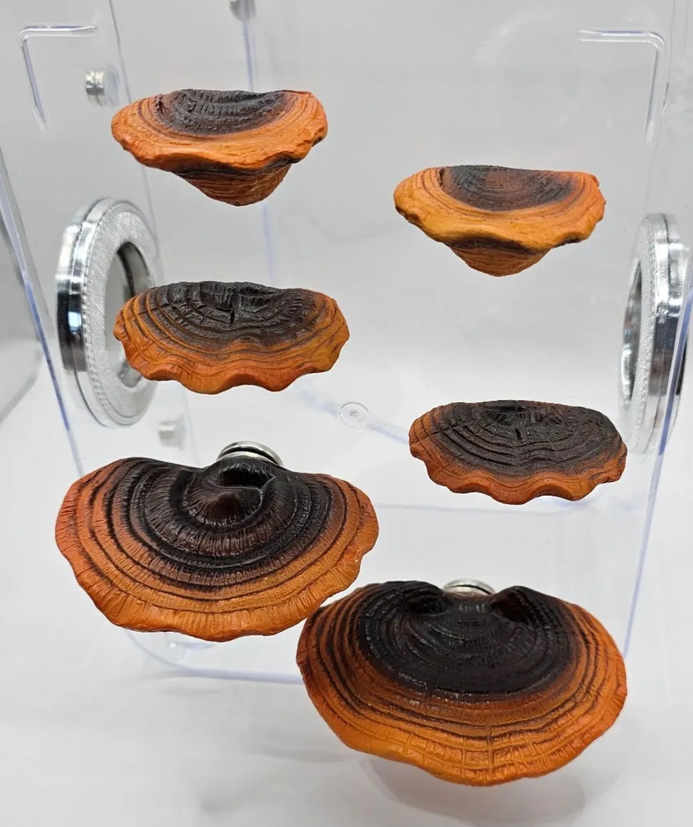 Ganoderma Mushroom Ledges