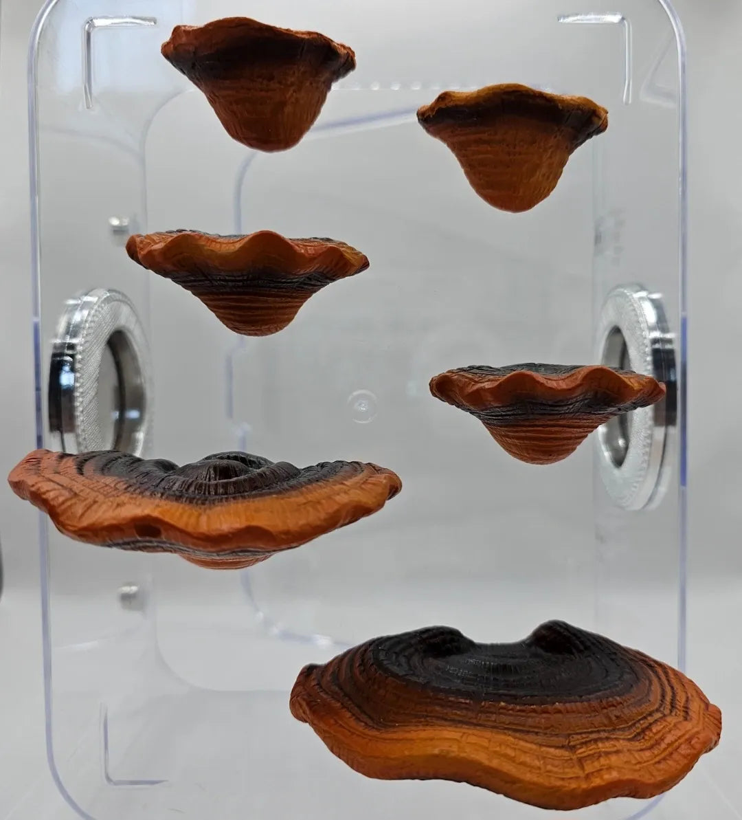 Ganoderma Mushroom Ledges
