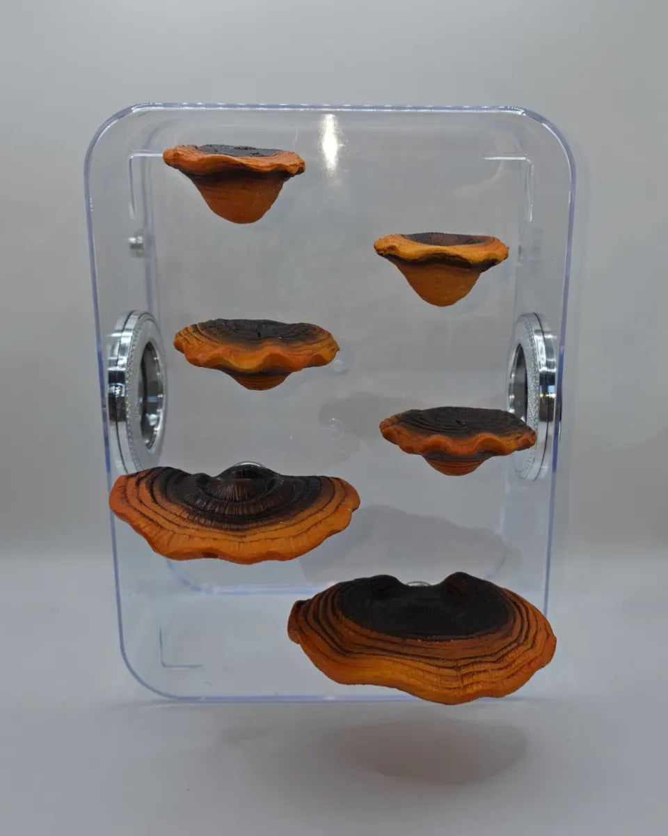 Ganoderma Mushroom Ledges