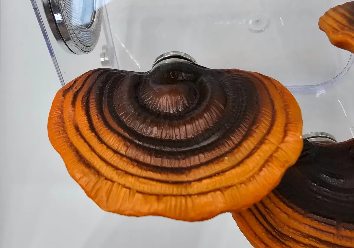 Ganoderma Mushroom Ledges