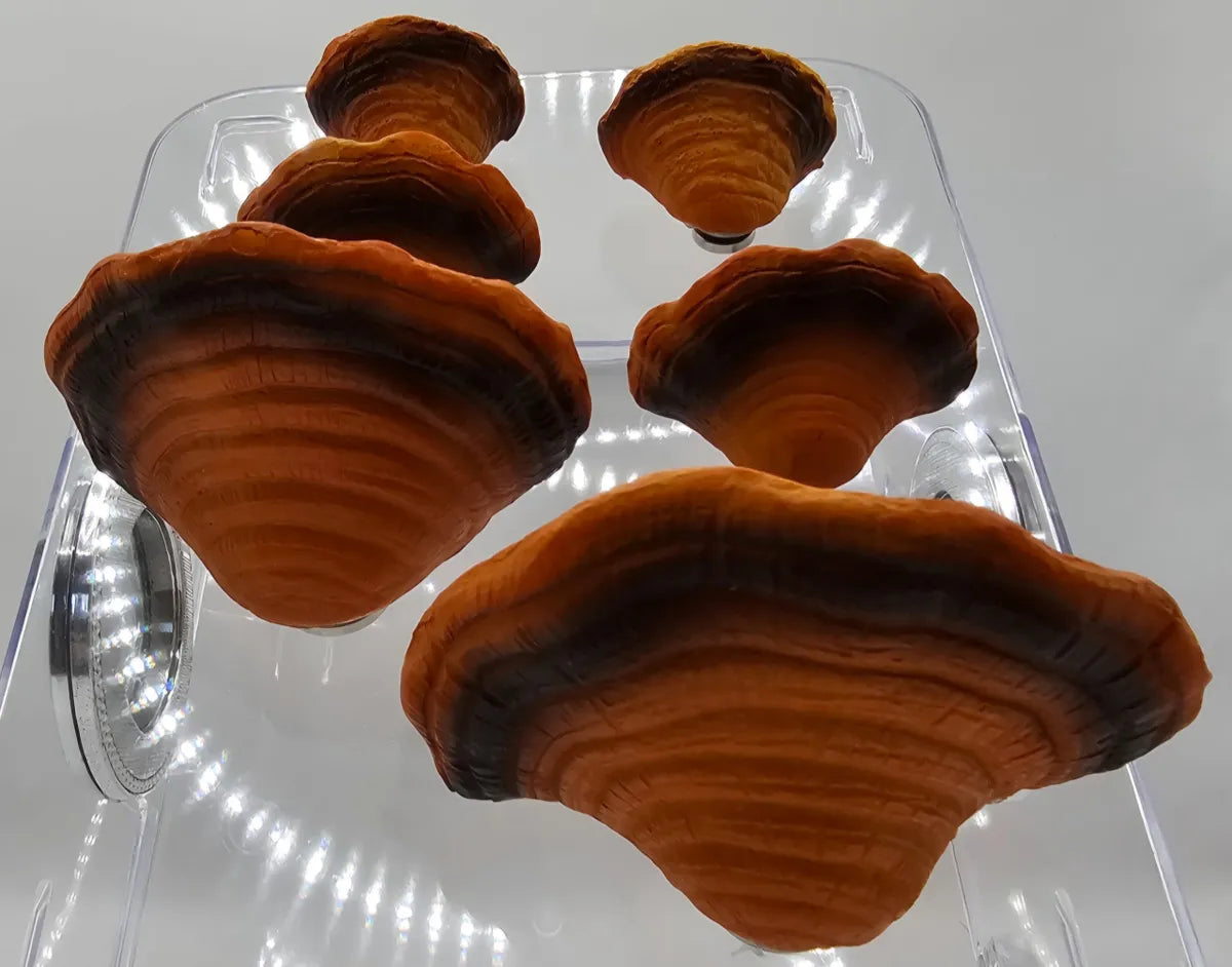Ganoderma Mushroom Ledges