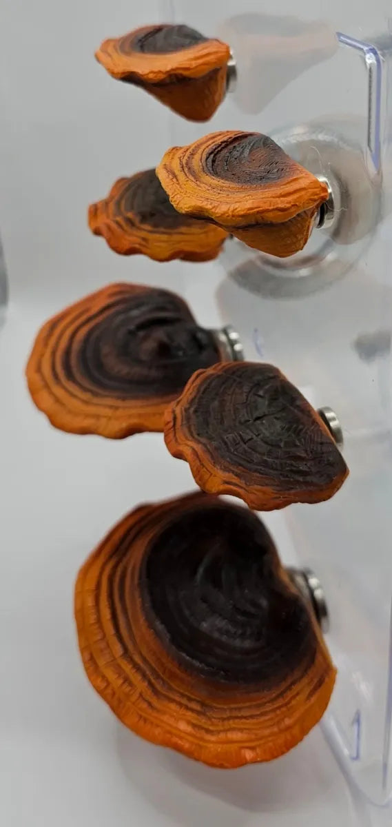 Ganoderma Mushroom Ledges