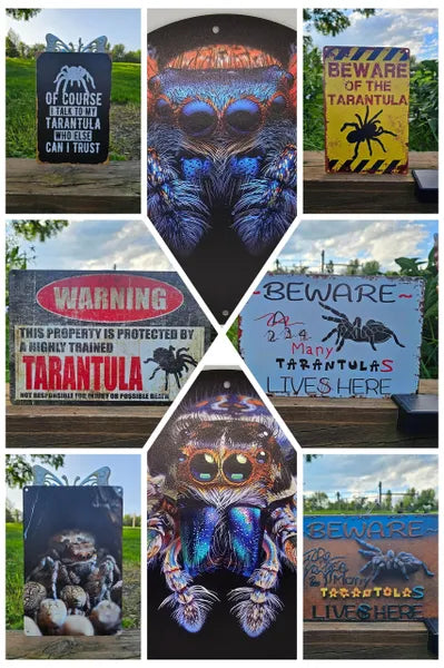 Spider Tin Signs (Multiple Styles!)